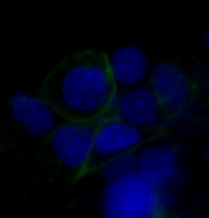 Immunofluorescent analysis of HepG2 cells, using GLUT1 Antibody .