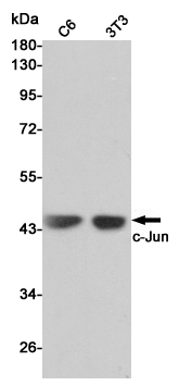 Western blot analysis of c-Jun expression in C6 and 3T3 cell lysates using c-Jun antibody at 1/1000 dilution.Predicted band size:43KDa.Observed band size:43KDa.