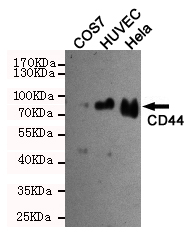 Western blot detection of CD44 in COS7,HUVEC and Hela cell lysates using CD44 mouse mAb (dilution 1:1000).Predicted band size:82 Kda.Observed band size:82KDa.