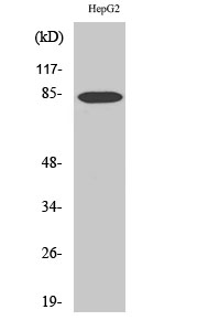 Fig1:; Western Blot analysis of various cells using DCAMKL2 Polyclonal Antibody