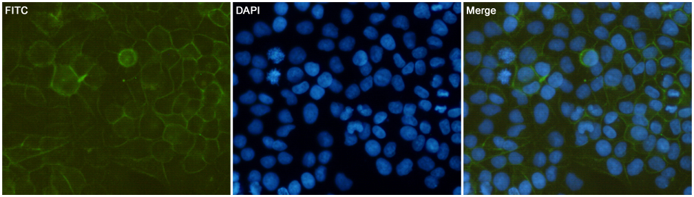 Immunofluorescent analysis of HeLa cells fixed with 1% Paraformaldehyde and using CD44 Mouse mAb (168205,dilution 1:200,green). DAPI was used to stain nucleus(blue).