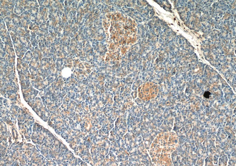 Immunohistochemistry of paraffin-embedded human pancreas tissue slide using Catalog No:110573(FAM158A Antibody) at dilution of 1:50 (under 10x lens)