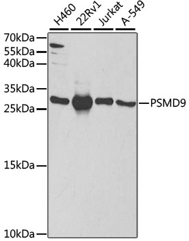Western blot - PSMD9 Polyclonal Antibody 
