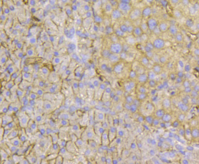 Fig5: Immunohistochemical analysis of paraffin-embedded human pancreas tissue using anti-Transmembrane protein 200A antibody. Counter stained with hematoxylin.