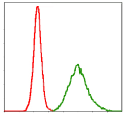 Flow cytometric analysis of MCF-7 cells using KCNQ1 mouse mAb (green) and negative control (red).