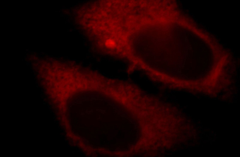 Immunofluorescent analysis of HepG2 cells, using LDHA antibody Catalog No:112181 at 1:25 dilution and Rhodamine-labeled goat anti-rabbit IgG (red).
