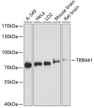 Western blot - TRIM41 Polyclonal Antibody 