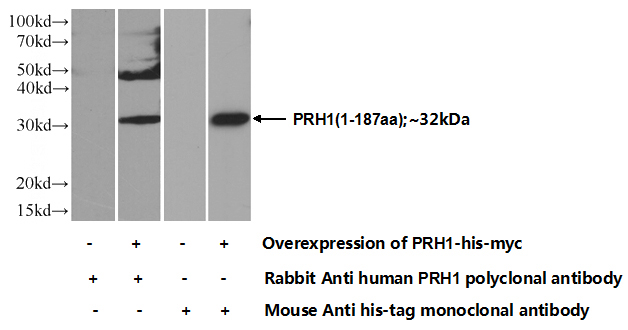 Transfected HEK-293 cells were subjected to SDS PAGE followed by western blot with Catalog No:114188(PRH1 Antibody) at dilution of 1:350