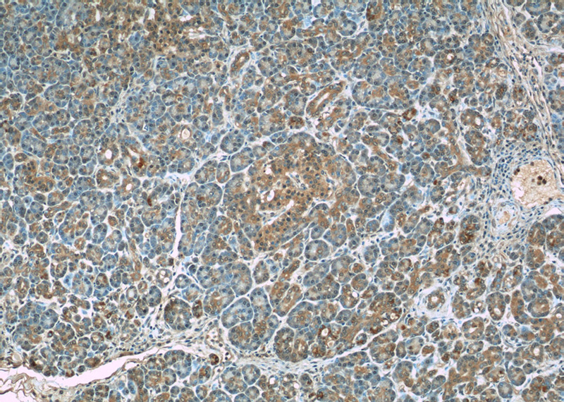 Immunohistochemistry of paraffin-embedded human pancreas slide using Catalog No:108735(C5orf24 Antibody) at dilution of 1:50 (under 10x lens)
