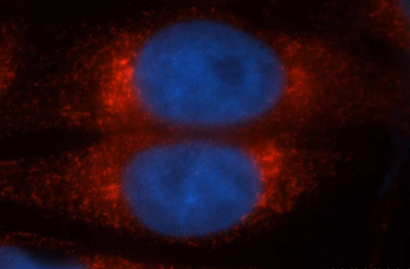 Immunofluorescent analysis of HepG2 cells, using PRDX4 antibody Catalog No:114177 at 1:50 dilution and Rhodamine-labeled goat anti-rabbit IgG (red). Blue pseudocolor = DAPI (fluorescent DNA dye).