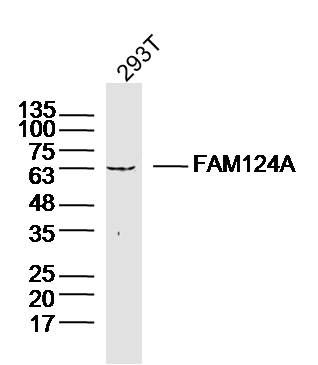 Fig1: Sample: 293T Cell (Human) Lysate at 40 ug; Primary: Anti-FAM124A at 1/300 dilution; Secondary: IRDye800CW Goat Anti-Rabbit IgG at 1/20000 dilution; Predicted band size: 60kD; Observed band size: 63kD
