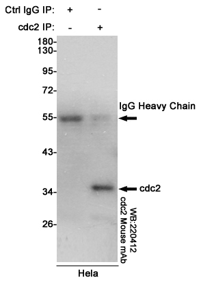 Immunoprecipitation analysis of Hela cell lysates using cdc2 mouse mAb.