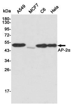 Western blot detection of AP-2α in A549,MCF7,C6 and Hela cell lysates using AP-2α mouse mAb (1:1000 diluted).Predicted band size:48KDa.Observed band size:48KDa.