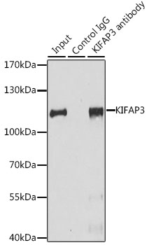 Immunoprecipitation - KIFAP3 Polyclonal Antibody 