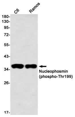 Western blot detection of Nucleophosmin (phospho-Thr199) in C6,Ramos using Nucleophosmin (phospho-Thr199) Rabbit mAb(1:1000 diluted)