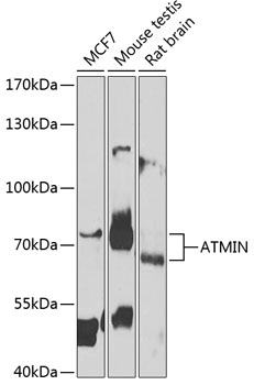 Western blot - ATMIN Polyclonal Antibody 