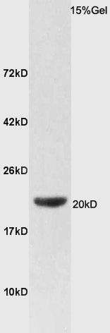 Fig1: Protein: lung(rat) lysates at 30ug;; Primary: Anti-FAM210B at 1:200;; Secondary: HRP conjugated Goat Anti-Rabbit IgG(bs-0295G-HRP) at 1: 3000;; ECL excitated the fluorescence;; Predicted band size : 20kD; Observed band size : 20kD