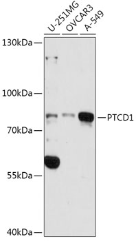 Western blot - PTCD1 Polyclonal Antibody 