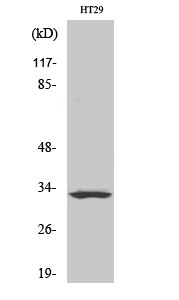 Fig1:; Western Blot analysis of various cells using Olfactory receptor 2T1 Polyclonal Antibody