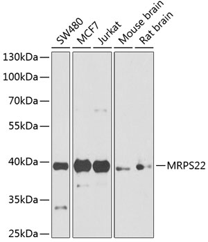 Western blot - MRPS22 Polyclonal Antibody 