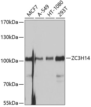 Western blot - ZC3H14 Polyclonal Antibody 