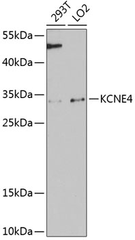 Western blot - KCNE4 Polyclonal Antibody 