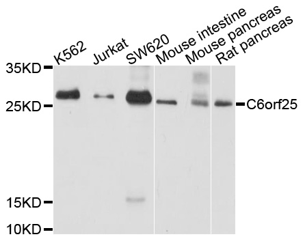 Western blot - C6orf25 Polyclonal Antibody 