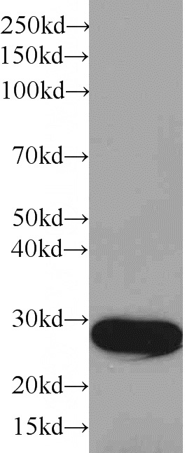 Recombinant protein were subjected to SDS PAGE followed by western blot with HRP-66001(GST Tag Antibody) at dilution of 1:10000