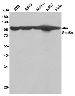 Western blot detection of Stat5a in 3T3,A549,Molt-4,K562 and Hela cell  lysates using Stat5a Mouse mAb (1:1000 diluted). Predicted band size: 90KDa. Observed band size:90KDa.