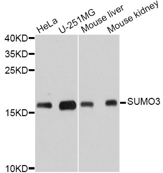 Western blot - SUMO3 Polyclonal Antibody 