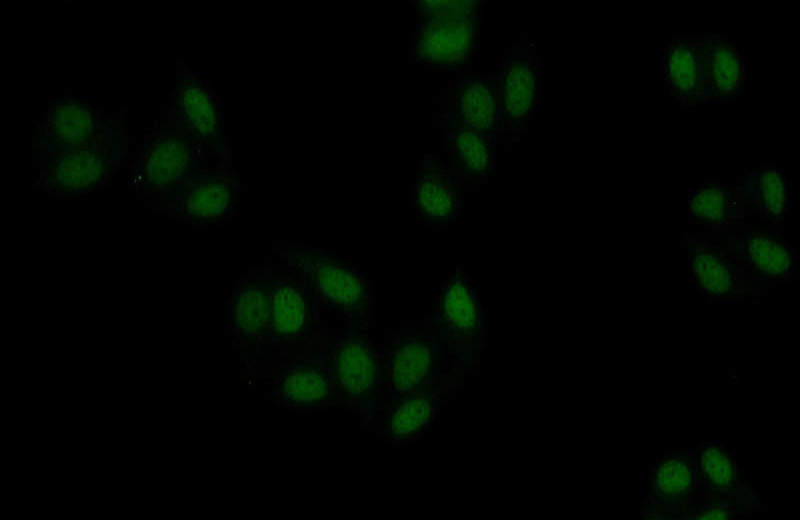 Immunofluorescent analysis of HepG2 cells using Catalog No:116912(ZBTB25 Antibody) at dilution of 1:50 and Alexa Fluor 488-congugated AffiniPure Goat Anti-Rabbit IgG(H+L)
