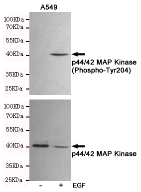 Western blot analysis of extracts from A549 cells, untreated or treated with EGF(10ng/ml,10min), using p44/42 MAP Kinase (Phospho-Tyr204) Rabbit pAb (166889,1:500 diluted,upper) and p44/42 MAPK (Erk1/2) Mouse mAb (201246,1:1000 diluted,lower).