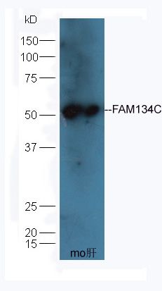 Fig1: Sample: Liver (Mouse) Lysate at 40 ug; Primary: Anti-FAM134C at 1/300 dilution; Secondary: HRP conjugated Goat-Anti-rabbit IgG (bs-0295G-HRP) at 1/5000 dilution; Predicted band size: 51 kD; Observed band size: 51 kD