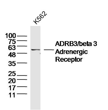 Fig2: Sample:; K562(Human) Cell Lysate at 40 ug; Primary: Anti-beta 3 Adrenergic Receptor at 1/300 dilution; Secondary: IRDye800CW Goat Anti-Rabbit IgG at 1/20000 dilution; Predicted band size: 44 kD; Observed band size: 54 kD