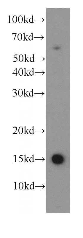 K-562 cells were subjected to SDS PAGE followed by western blot with Catalog No:107259(HBE1-Specific antibody) at dilution of 1:500