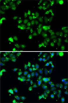 Immunofluorescence - U2AF1L4 Polyclonal Antibody 