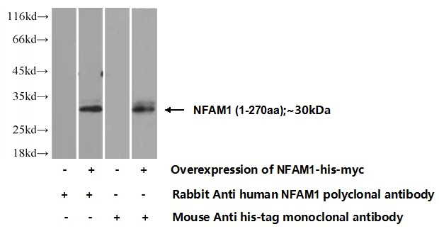 Transfected HEK-293 cells were subjected to SDS PAGE followed by western blot with Catalog No:113140(NFAM1 Antibody) at dilution of 1:350
