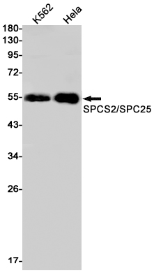 Western blot detection of SPCS2/SPC25 in K562,Hela cell lysates using SPCS2/SPC25 Rabbit mAb(1:1000 diluted).Predicted band size:44kDa.Observed band size:55kDa.