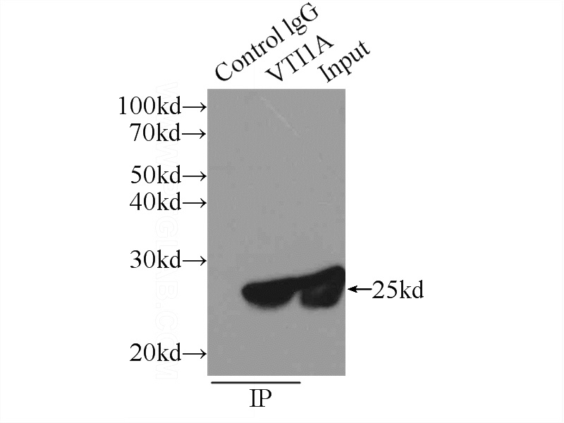 IP Result of anti-VTI1A (IP:Catalog No:116807, 3ug; Detection:Catalog No:116807 1:1000) with MCF-7 cells lysate 520ug.