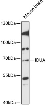 Western blot - IDUA Polyclonal Antibody 