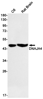 Western blot detection of DNAJA4 in C6,Rat Brain lysates using DNAJA4 Rabbit mAb(1:500 diluted).Predicted band size:45kDa.Observed band size:45kDa.