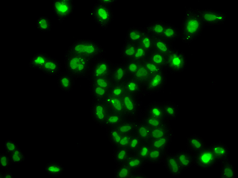 Immunofluorescence - MORF4L2 Polyclonal Antibody 