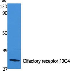 Fig1:; Western Blot analysis of various cells using Olfactory receptor 10G4 Polyclonal Antibody