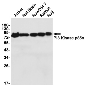 Western blot detection of PI3 Kinase p85α in Jurkat,Rat Brain,Raw264.7,Ramos,Raji cell lysates using PI3 Kinase p85α (1C8) Mouse mAb(1:1000 diluted).Predicted band size:85KDa.Observed band size:85KDa.