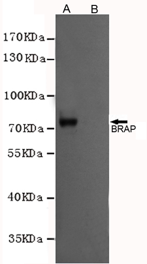 Western blot analysis of extracts from CHO-K1 cells, transfected with a human pFLAG-CMV2-BRAP construct (A) or transfected with a human pFLAG-CMV2 construct (B), using BRAP mouse mAb (1:1000 diluted).