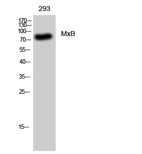 Fig1:; Western Blot analysis of 293 cells using MxB Polyclonal Antibody