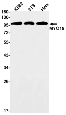 Western blot detection of MYO19 in K562,3T3,Hela cell lysates using MYO19 Rabbit mAb(1:1000 diluted).Predicted band size:109kDa.Observed band size:109kDa.