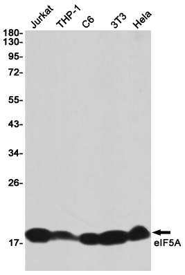 Western blot detection of eIF5A in Jurkat,THP-1,C6,3T3,Hela cell lysates using eIF5A Rabbit pAb(1:1000 diluted).Predicted band size:17KDa.Observed band size:17KDa.