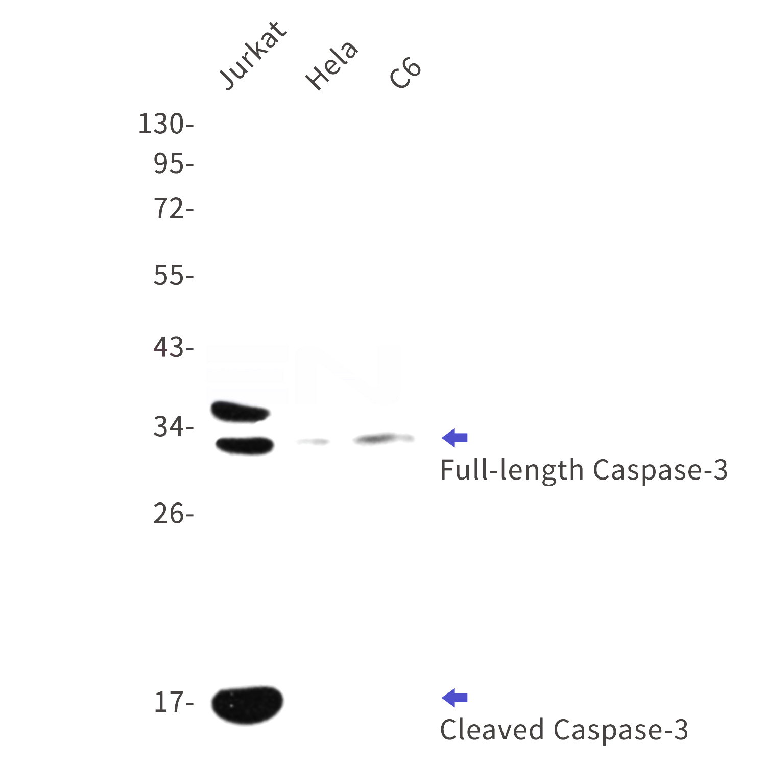 Western blot analysis of active Caspase-3 expression in Jurkat,C6 and Hela cell lysates using active Caspase-3 antibody at 1/1000 dilution.Predicted band size:17KDa.Observed band size:35,32,17KDa.