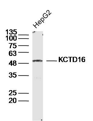 Fig1: Sample: HepG2 Cell (Human) Lysate at 30 ug; Primary: Anti- KCTD16 at 1/300 dilution; Secondary: IRDye800CW Goat Anti-Rabbit IgG at 1/20000 dilution; Predicted band size: 49kD; Observed band size: 49kD